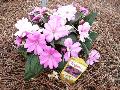 Compact Sunpatiens / Impatiens hawkeri 